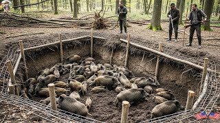 Download lagu Boars Fall for This Simple Trap - Wild Boars Enter the Trap One by One mp3