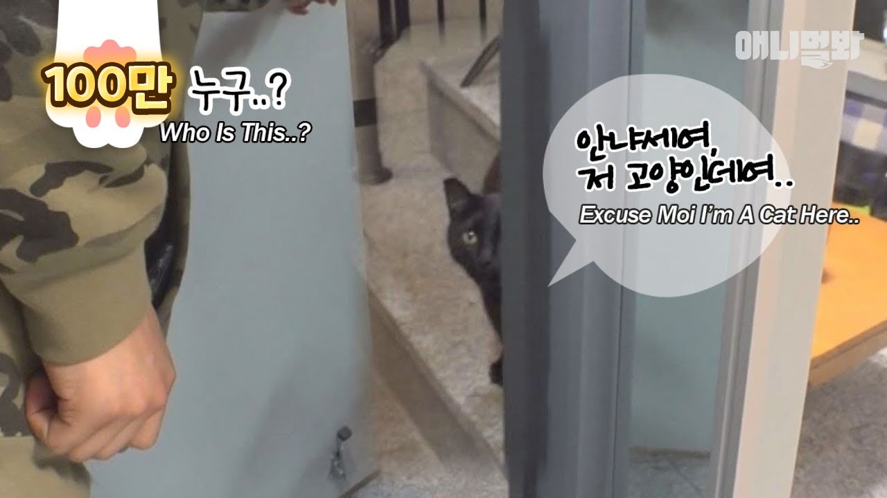 매일 우리집 비번 눌러대던 고양이.. 문을 한번 열어줘봤습니다ㅣCat Who Entered A Door Lock Of A Stranger's House Every Day