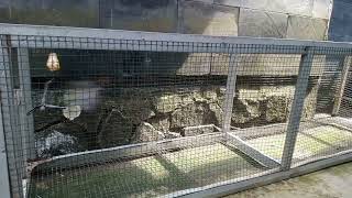 Download lagu Masteran Pleci Nembak Sejalur Nyepid Disukai Juri mp3