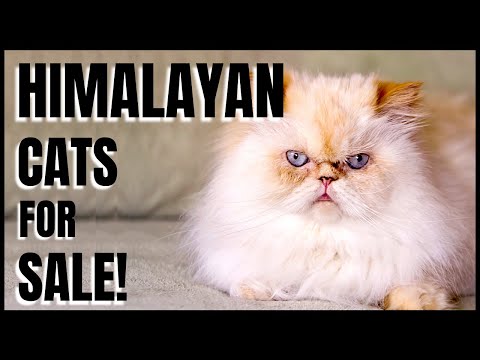 Himalayan Cat for Sale!