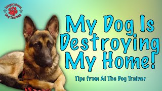 What To Do If Your Dog Is Destroying Your Home - Tips From Al The Dog Trainer