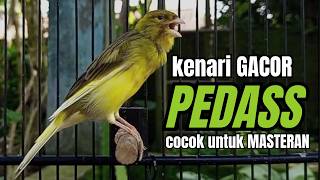 Download lagu Masteran KENARI GACOR ngeroll panjang,Cuit Cuit Emosi AMPUH bikin kenari nyaut ,Masteran MURAI BATU mp3