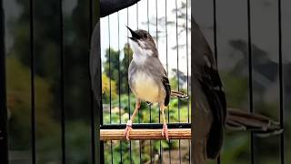 Download lagu Ciblek kristal gacor mp3