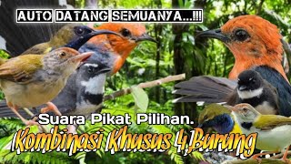 Download lagu SUARA PIKAT BURUNG KEMADE. SIKATAN KIPAS. SOGON. PRENJAK. KOMBINASI PILIHAN.. mp3