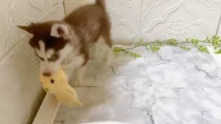 シベリアンハスキーの動画01