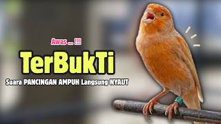 Download lagu Kenari GACOR Panjang Suara PANCINGAN Kenari PAUD Belajar Bunyi Ngeriwik | Masteran Kenari Paud #695 mp3