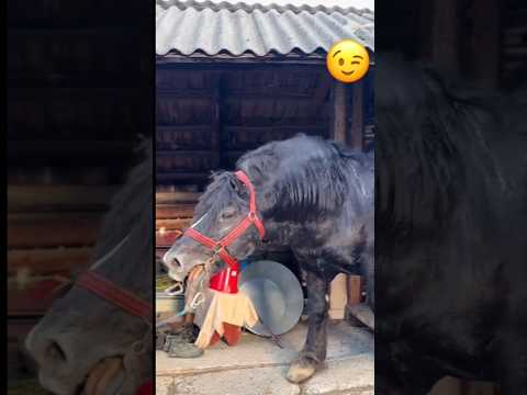 This horse SHOCKED me🐴💪 #horse #horses #stallion #animals