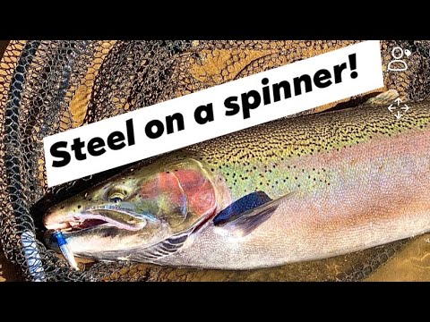 SPRING STEELHEAD fishing! BOBBER DOWNS plus my first on a SPINNER!!!
