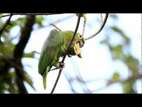 RE: Amazona farinosa