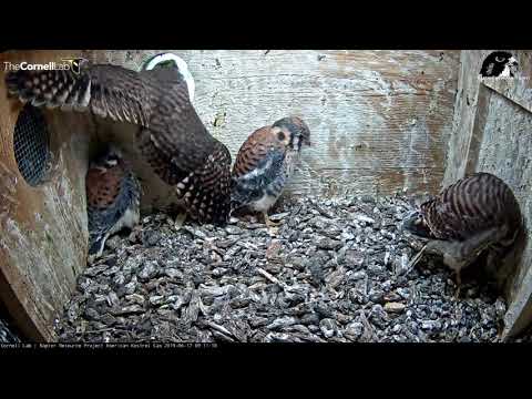 Kestrel Chick Perches At Nest Box Entrance – June 17, 2019