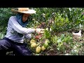 HOW TO PROPAGATE AND CARE AMERICAN LEMON