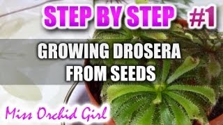 Growing Drosera carnivorous plants from seeds - Step by step - Part 1