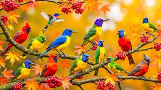 🌸 Relaxing Piano & Birdsongs | Beautiful Garden Morning for Relaxation & Tranquility