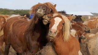 Best funniest horses of the week - Funny And Cute horses Video Compilation 2024 🐴#24