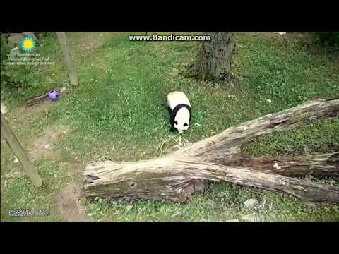 2017.05.26 BEI BEI ROAMING THE YARD