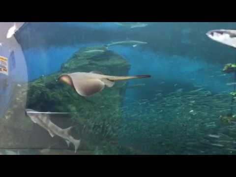 会計学科 水族館 木村勝則滋賀県高島市！