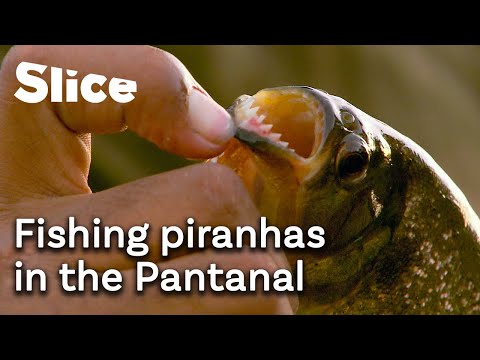 Exploring South America’s greatest biodiversity: the Pantanal | SLICE