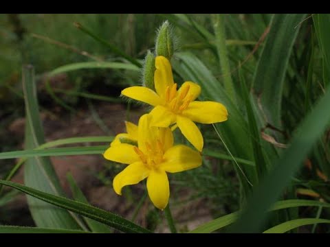 Using African Potato Hypoxis Hemerocallidea for Healing with Ethnobotanist Jean-Francois Sobiecki