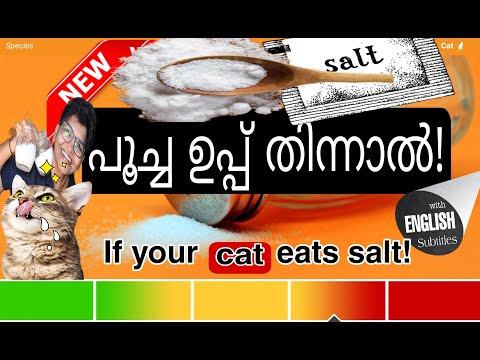Known The Toxicity Of Salt In Cats | Cat Safety Measures @NANDAS pets&us  | Vanaja Subash