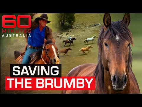 Last great muster to save Australia's wild horses | 60 Minutes Australia