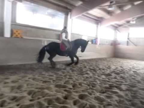 TROY - Sterwallach der Extraklasse 2