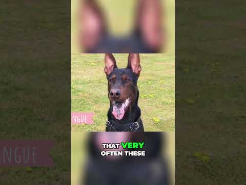 Laizhou Hong: Meet the Chinese Red Dog