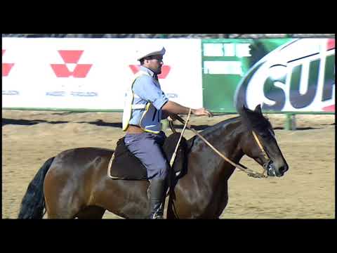 Classificatória de Araranguá - 1º lugar fêmeas - Ibérica da Vendramin (Bayard/Sarmento)