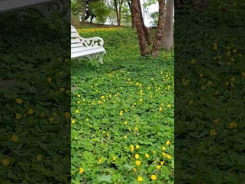 #sadabaharnagme #hindisong #flowervideo