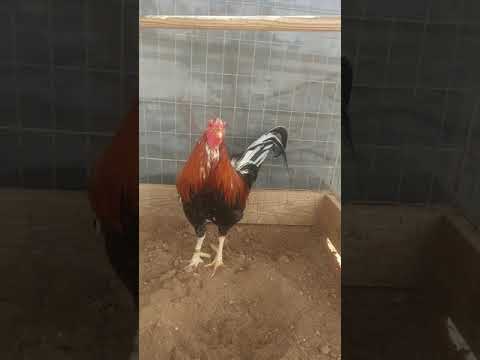 Cowans puros  y cowan grey con gallina frost grey