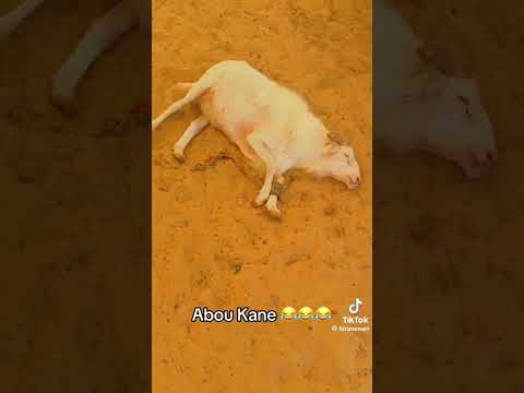 Abou kane 🤣🤣🤣 #animals #ladoum #haveitoldyoulatelythatiloveyou #goat #funny