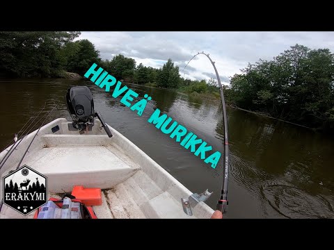 Iso lohi katkoo siimat | Kymijoki | Äpinkoukku