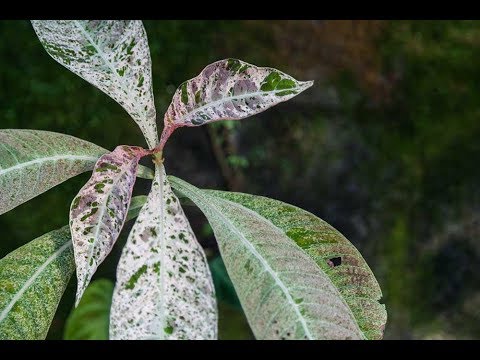 NSE Tropicals Tour—Part 3 — Ep 062