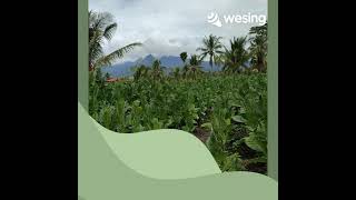 Download lagu Ketaman Asmoro mp3