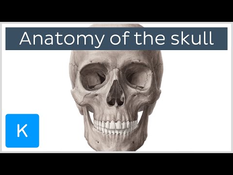 Bones of the Skull: Neurocranium and Viscerocranium - Human Anatomy | Kenhub