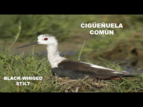 CIGÜEÑUELA COMÚN | BLACK-WINGED STIL
