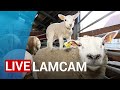 LAMCAM: Kijk live mee naar pasgeboren lammetjes ?