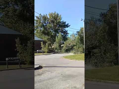 Wind gust and large tree surrounded by buildings and power lines #tree #chainsaw #treetrimming