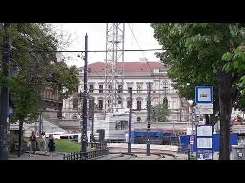 Red Maple near Buda Castle