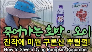 진작에 미원, 구론산 뿌릴껄~ How to Save a Dying Pumpkin, Cucumber