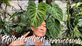 Philodendron verrucosum care and propagation (with updates)