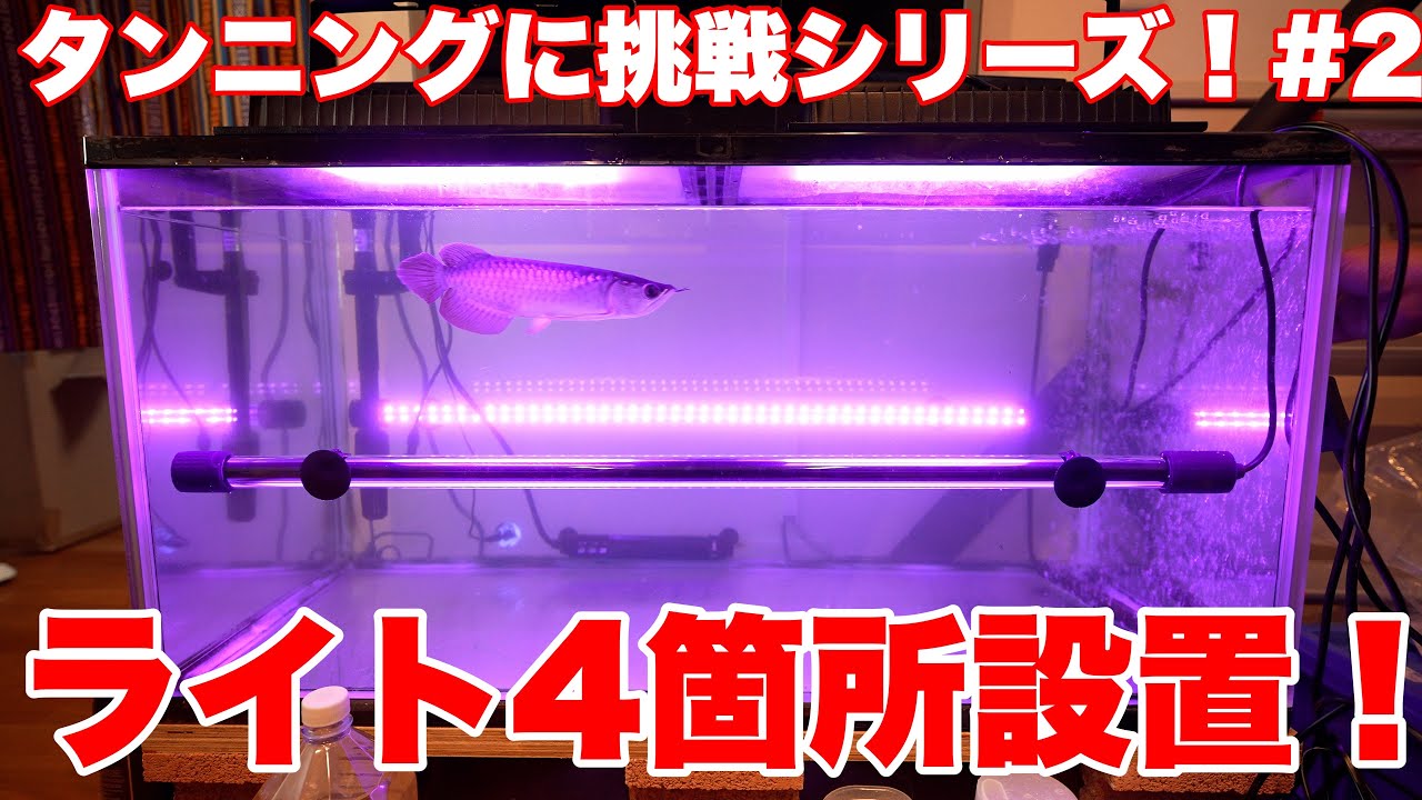 【タンニングに挑戦シリーズ！#2】タンニング設備設置するよ！　#アロワナ #高級魚 #aquarium #アクアリウム #大型魚 #アジアアロワナ #アロワナ #古代魚 #紅龍