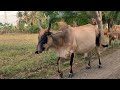 SAPI INDIA DENGAN TANDUK RUNCING DAN PANJANG