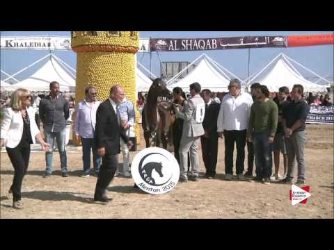 2nd place N.8 D SHIREEN - Menton 2015 - Yearling Fillies Championship (Class 11)