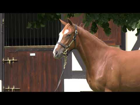 2021 August Yearling Sale - Lot 56 f. GALILEO x MILITANTE