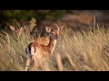 Slideshow with beautiful music (David Nevue - Echo Canyon) (HD)