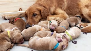 Golden Retriever Mom Is OBSESSED With Her Puppies!