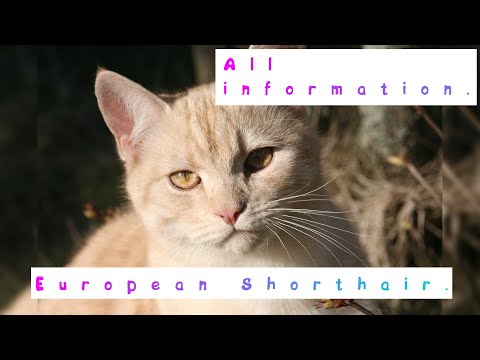 European Shorthair. Pros and Cons, Price, How to choose, Facts, Care, History
