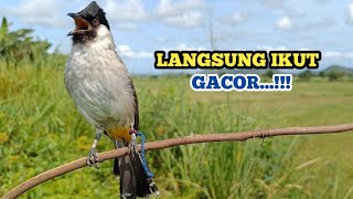 Download lagu Suara Pikat Burung Kutilang Gacor 100% Ampuh untuk Suara Panggilan dan Masteran mp3