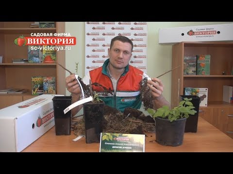 Садовая Фирма Интернет Магазин Каталог