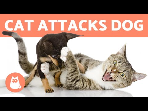 My CAT Keeps ATTACKING My DOG 😾🐶 (Reasons & How to Stop It)